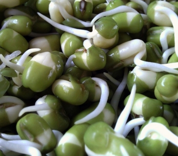 �������ඹѿ