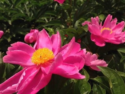 ��ҩ���������ʱ��