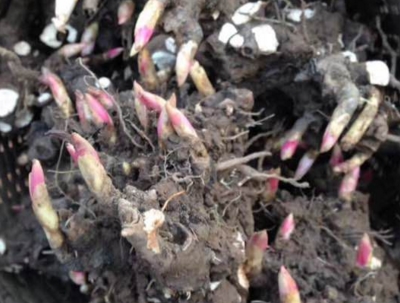 ��ҩ���������ʱ��