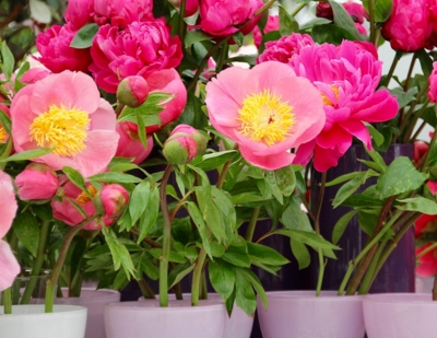 ��ҩ���������ʱ��