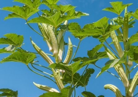 2017��������ֲǰ��