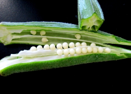 2017��������ֲǰ��