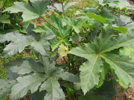 2017��������ֲǰ��