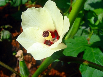 2017��������ֲǰ��