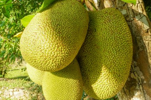 红肉菠萝蜜是转基因水果吗-摄图网