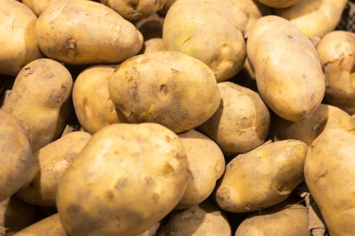 土豆收购价-摄图网