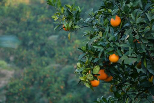 脐橙价格多少钱一斤-摄图网