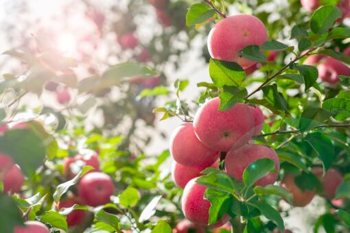 ��ƻ��׬Ǯ��-��ͼ��