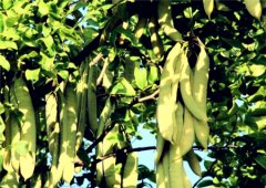 �������Ǽ۸����һ�2018�����Ǽ۸�����Ԥ�⼰��ֲǰ������