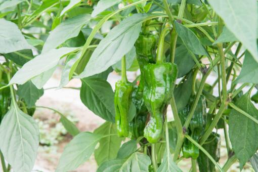 ��ֲ�ཷ׬Ǯ��-��ͼ��