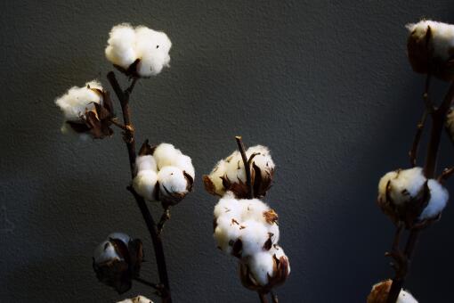 棉花最新价格多少钱一斤-摄图网
