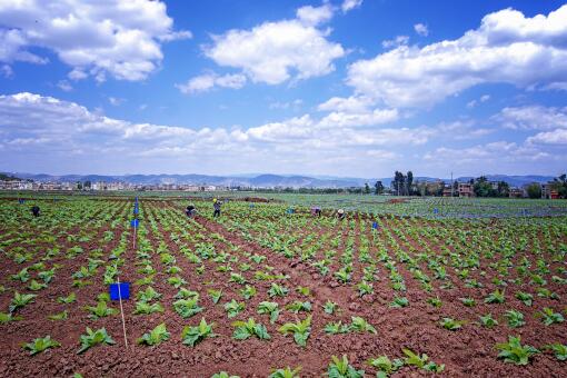 �̲ݡ�����ͼ