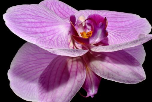 ����������ͼ