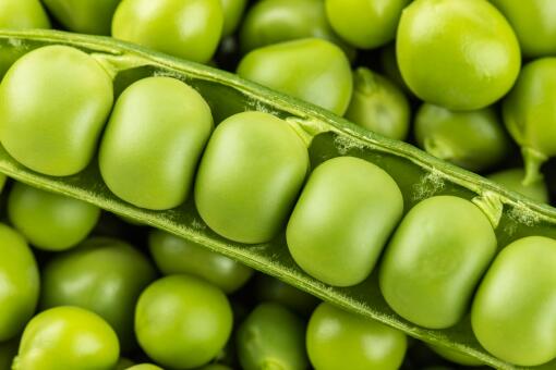 �㶹����Ǯһ��-��ͼ��