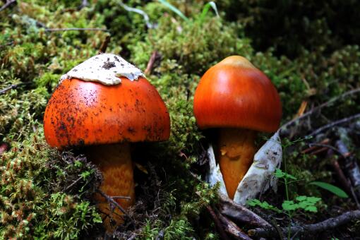 Ұ���칽����Ǯһ��-��ͼ��