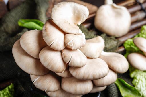 平菇多少钱一斤-摄图网