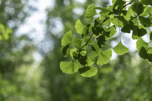 ���ӡ�����ͼ