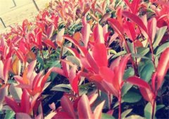 ������Ѫ����Ѫ��Ϊʲô��ô��ũ����ֲѪ��׬Ǯ�𣿣���Ѫ��