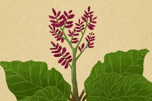 ��ơ�����ͼ