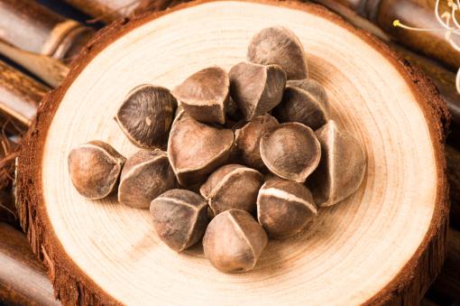 辣木树——摄图