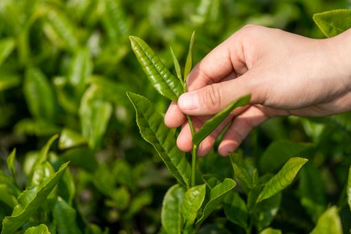 ��Ҷ������ͼ