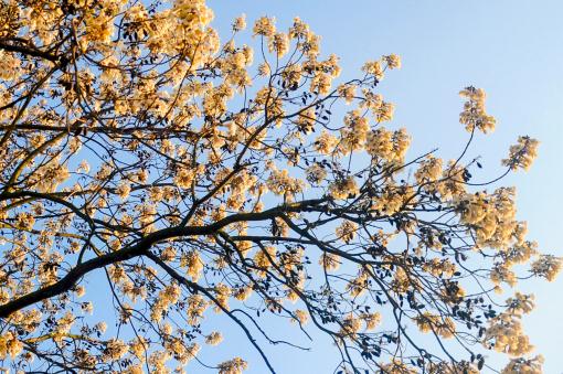 ��ͩ��������ͼ