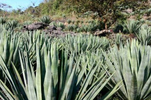 ���顪������