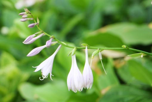 ������������ͼ