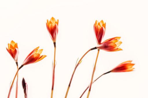 ����������ͼ