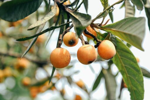 ��ɳ���ˡ�����ͼ