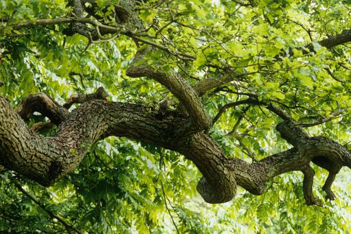 ����������ͼ