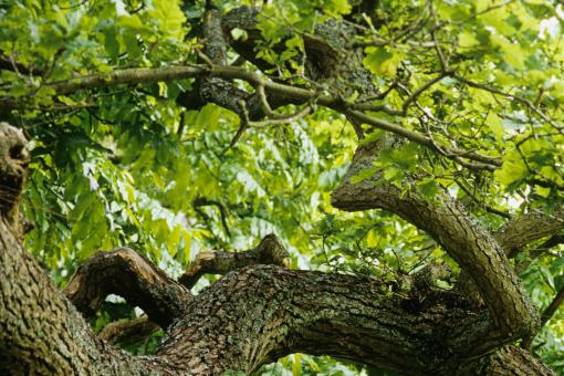 ����������ͼ