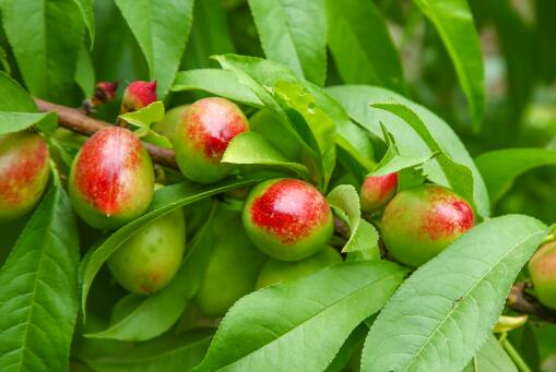 ����������ͼ