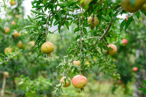 ʯ����������ͼ