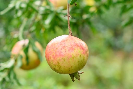 ʯ����������ͼ