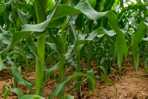 ���׵ء�����ͼ