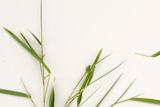 ����������ͼ