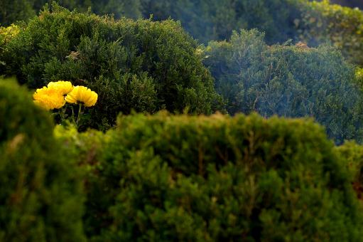 �����ɡ�����ͼ