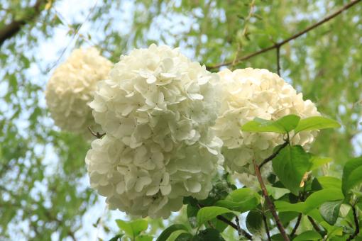 八仙花——摄图