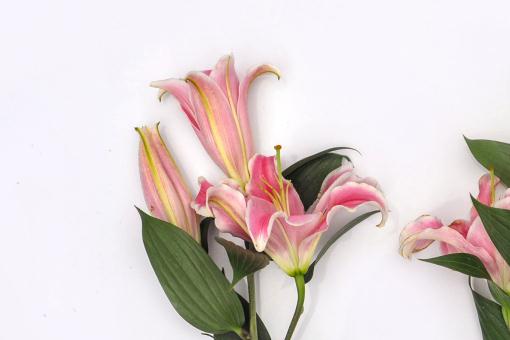 �ٺϻ�������ͼ