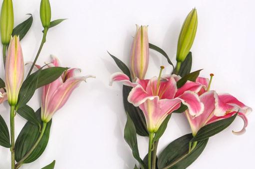 �ٺϻ�������ͼ