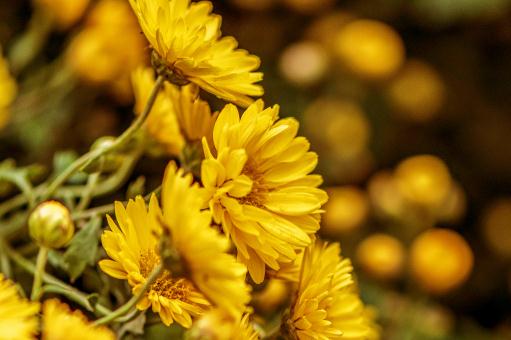 �ջ�������ͼ