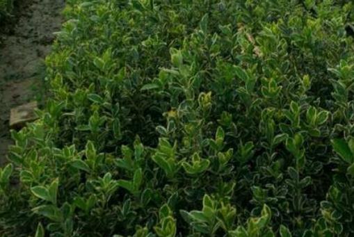 ��߻������ͼ