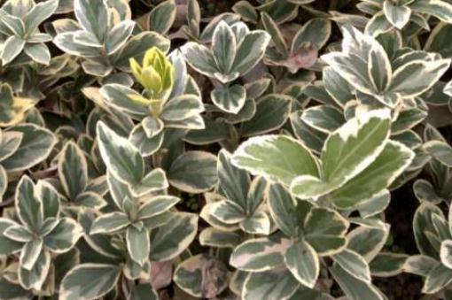 ��߻������ͼ