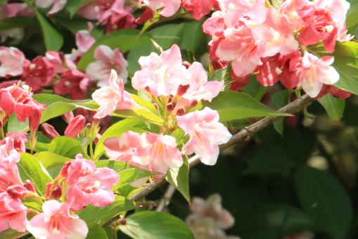 ������������ͼ