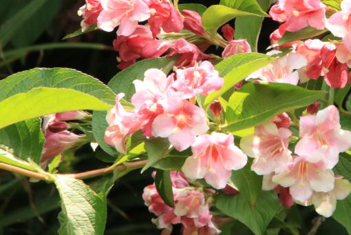 ϵ������������ͼ