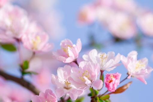 垂丝海棠——摄图