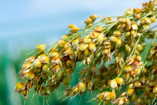 ����������ͼ