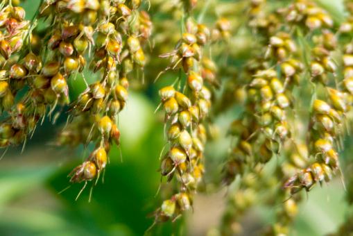 ����������ͼ