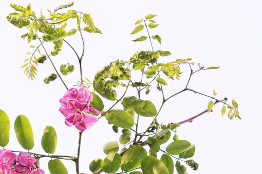 ����������ͼ